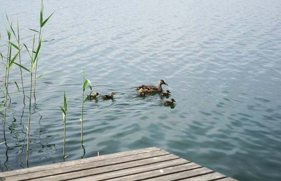 Kaimo turizmo sodyba Skaistis nuotrauka nr. 22