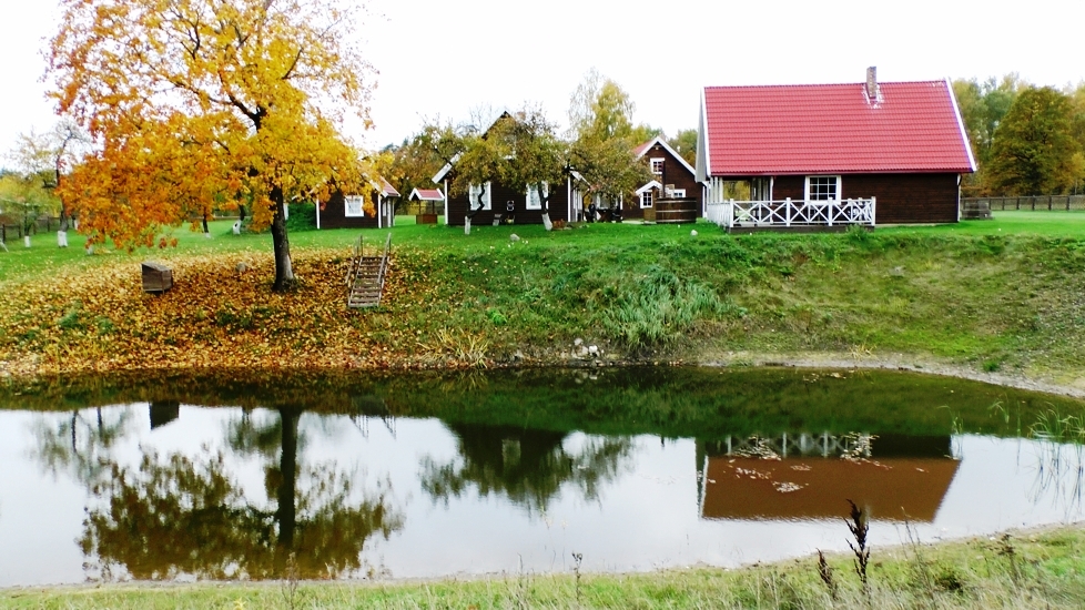 Miško vingis nuotrauka nr. 3
