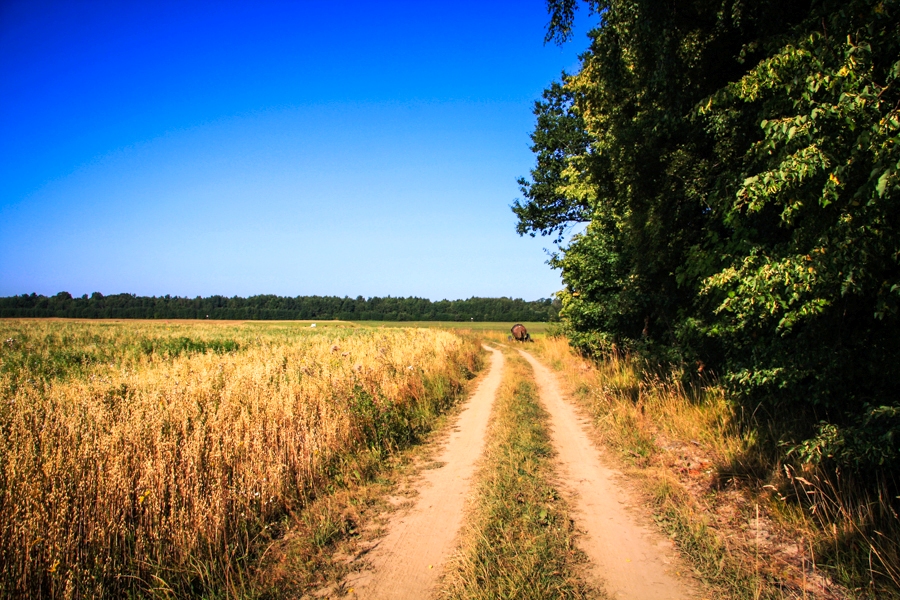Prienų vienkiemis nuotrauka nr. 8