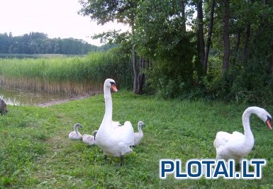 Rimo Vaškevičiaus sodyba nuotrauka nr. 4